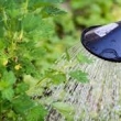 ОСТАВА В СИЛА ЗАБРАНАТА ЗА ПОЛИВАНЕ С ПИТЕЙНА ВОДА В ОБЩИНА СЕВЛИЕВО
