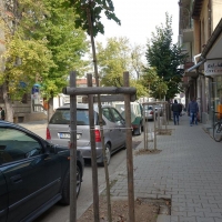 145 фиданки засаждат в Севлиево